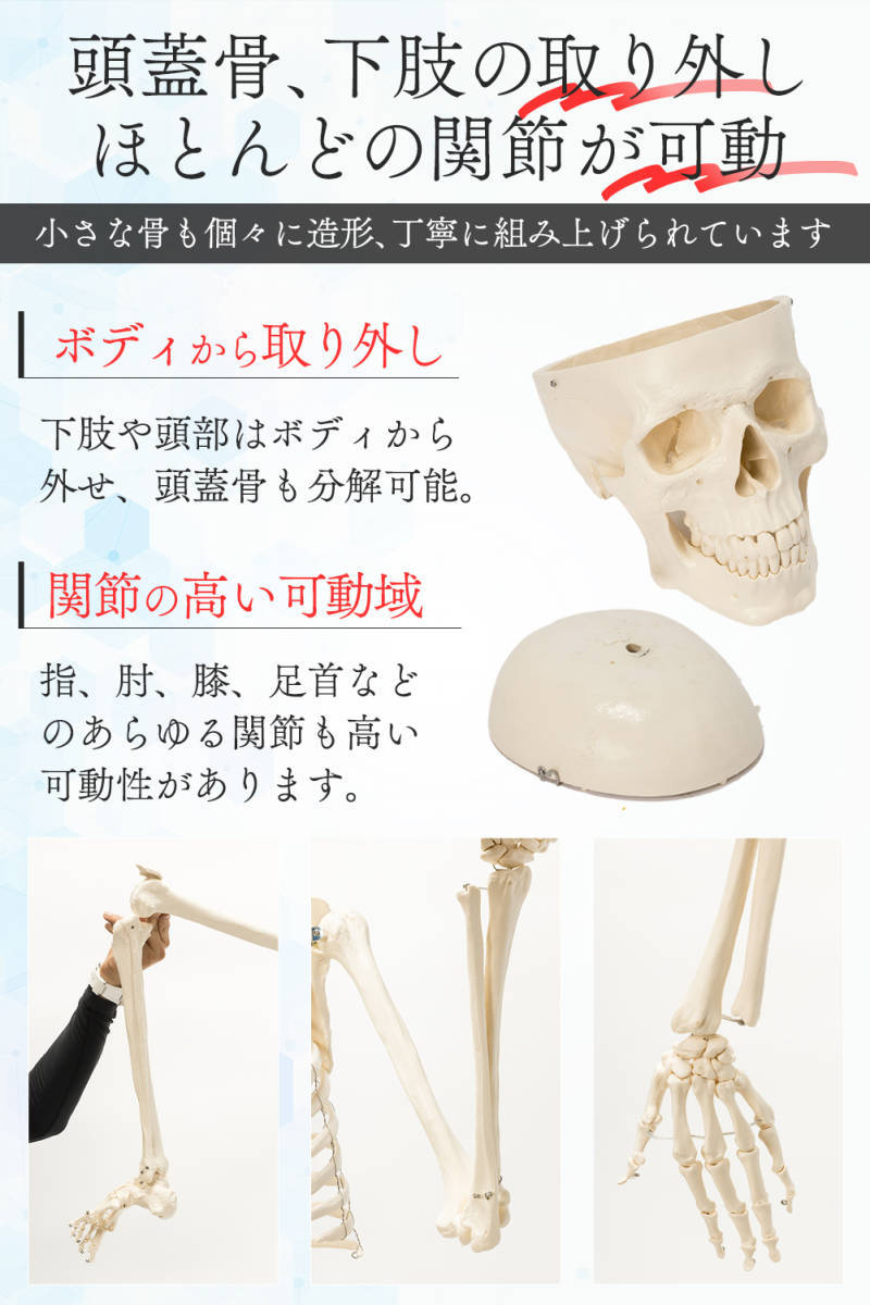格安1743【国際規格認証品】等身大 人体模型 170cm 神経根有り 全身骨格模型 骨格標本 骸骨模型 人骨模型 骨格模型 ガイコツ 靭帯 全身模型_画像4
