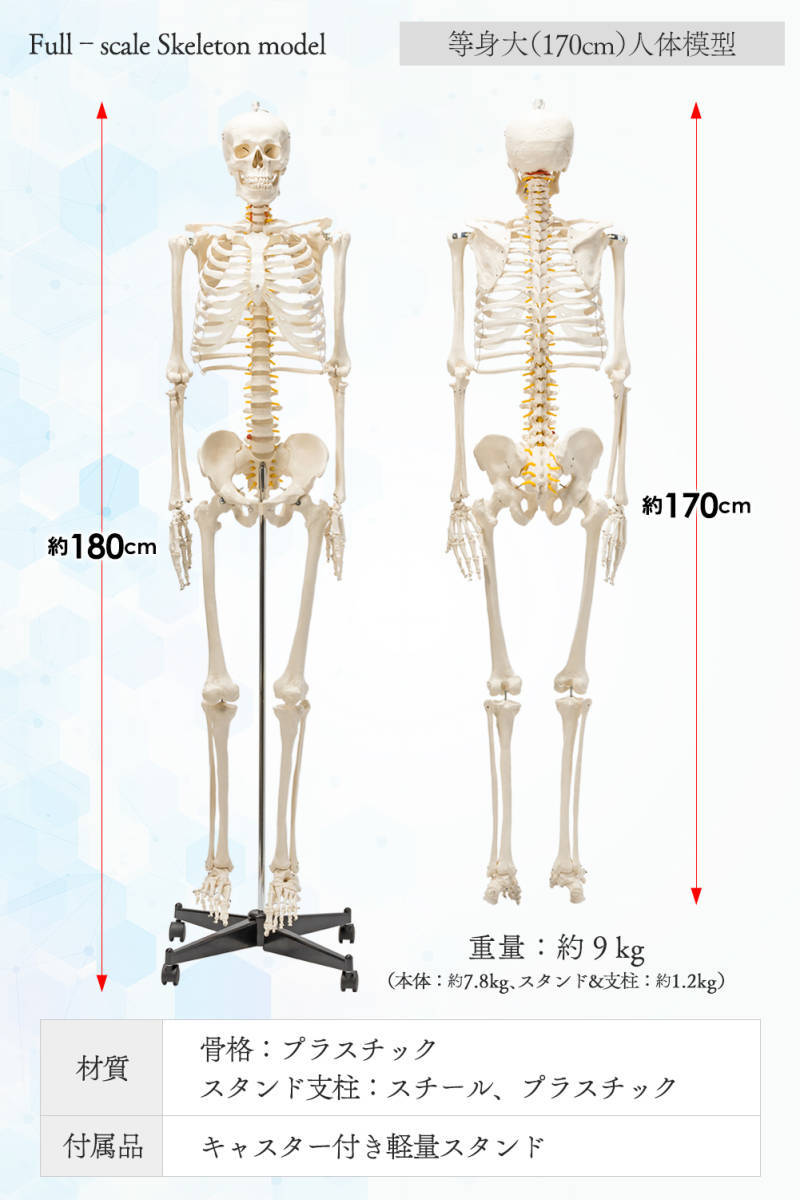 格安1743【国際規格認証品】等身大 人体模型 170cm 神経根有り 全身骨格模型 骨格標本 骸骨模型 人骨模型 骨格模型 ガイコツ 靭帯 全身模型_画像6