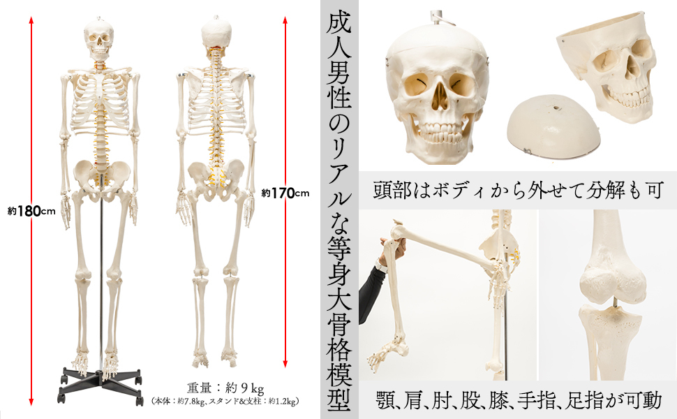 格安1743【国際規格認証品】等身大 人体模型 170cm 神経根有り 全身骨格模型 骨格標本 骸骨模型 人骨模型 骨格模型 ガイコツ 靭帯 全身模型_画像7