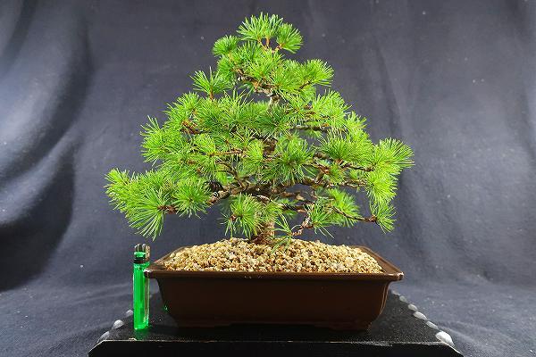 盆栽<貴風盆栽、赤石五葉松、模様木、樹高29cm>棚出し | JChere雅虎