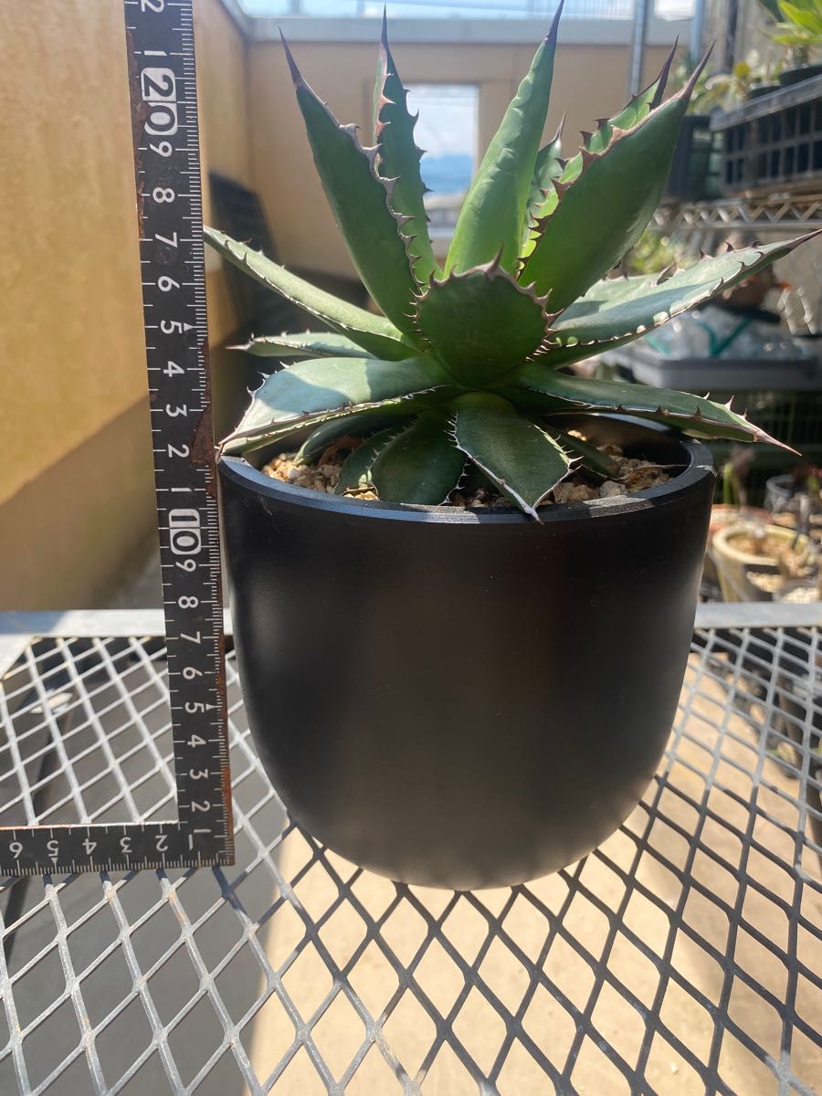 【AGAVE SALE】大株　アガベ　ホリダ