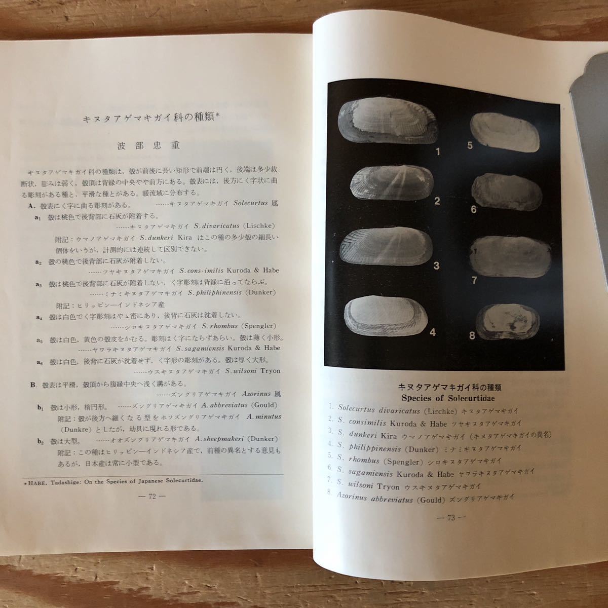 K2ZZ2-2300710レア［ちりぼたん 第12巻 第3号 昭和56年 日本貝類会研究連絡誌］日本新記録の貝類4種 キヌタアゲマキガイ科の種類_画像5