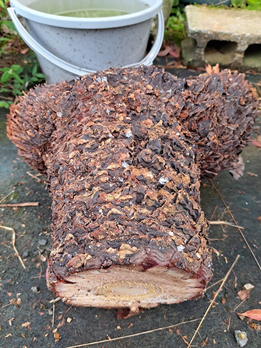 獅子ソテツ 原木盆栽用① 奄美大島産蘇鉄 観葉植物 獅子ソテツ 原木盆栽用① 奄美大島産蘇鉄 観葉植物