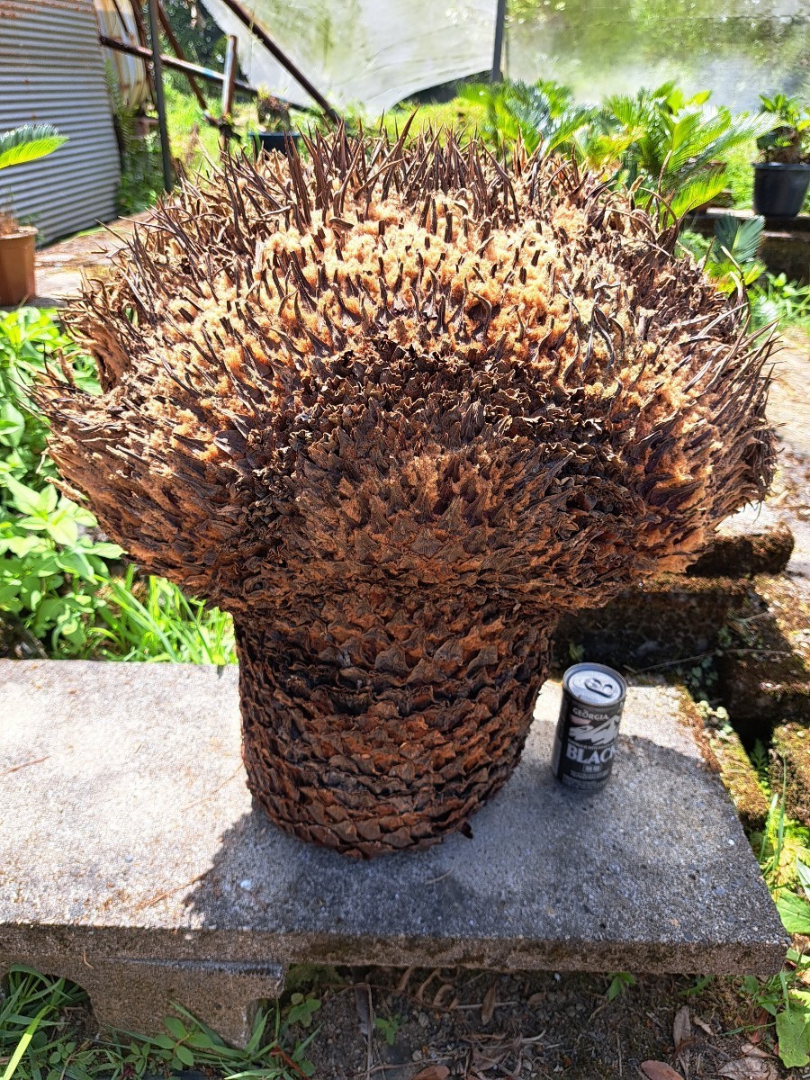 獅子ソテツ 盆栽挿し木用 原木 奄美大島産蘇鉄 獅子ソテツ 盆栽挿し木用 原木 奄美大島産蘇鉄
