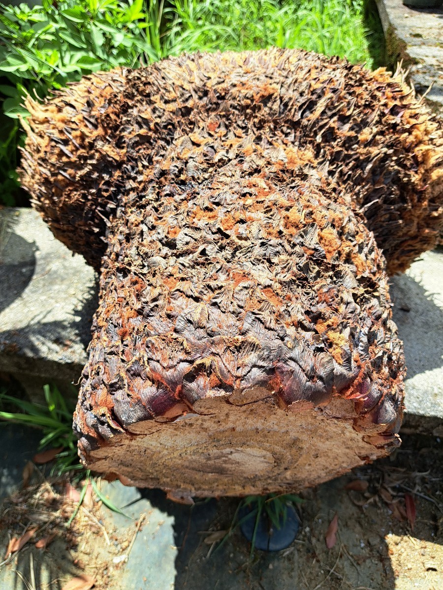 獅子ソテツ 盆栽挿し木用 原木 奄美大島産蘇鉄 獅子ソテツ 盆栽挿し木用 原木 奄美大島産蘇鉄