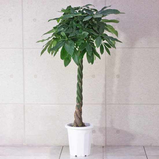  decorative plant [ limited amount ] pakira ( braided ) / 10 size * approximately W 80cm×H150~170cm