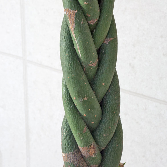  decorative plant [ limited amount ] pakira ( braided ) / 10 size * approximately W 80cm×H150~170cm