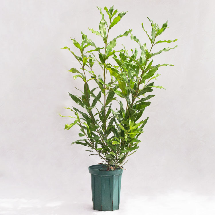 庭木・植木 マカダミア(マカデミア) / 7寸・約W70×H110~130cm-