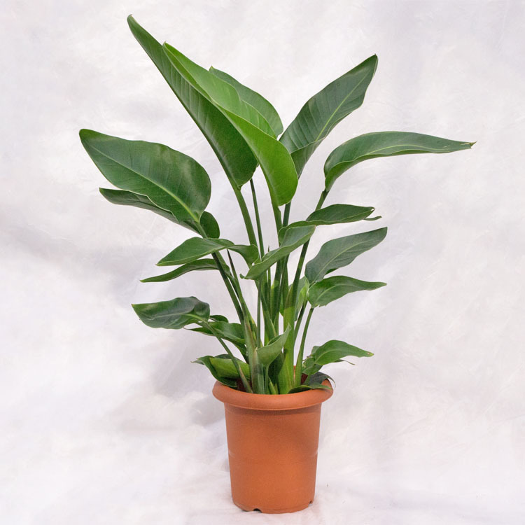  decorative plant -stroke rely Cheer * Augusta ( Nicola i) / 8 size * approximately W75×H90~100cm