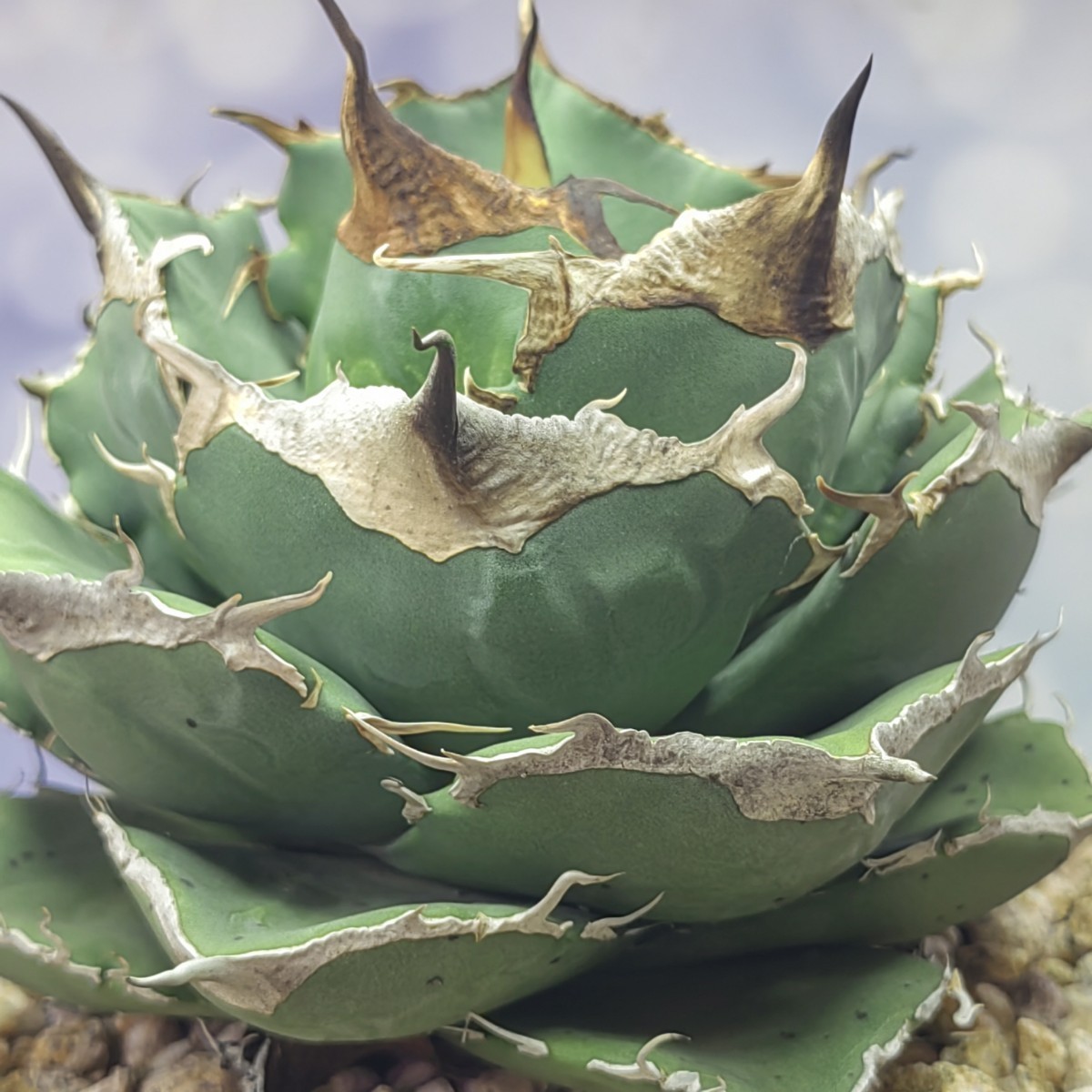 128アガベ agave チタノタ ホオジロザメ 極上大子株-