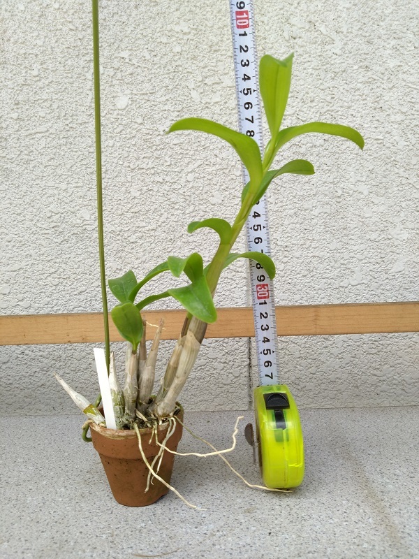洋蘭デンドロ原種Den.tangerinum 現在花はありません| JChere雅虎拍賣代購
