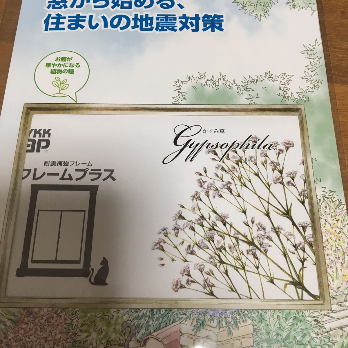 かすみ草の種 日本代購代bid第一推介 Funbid かすみ草の種 日本代購代bid第一推介 Funbid