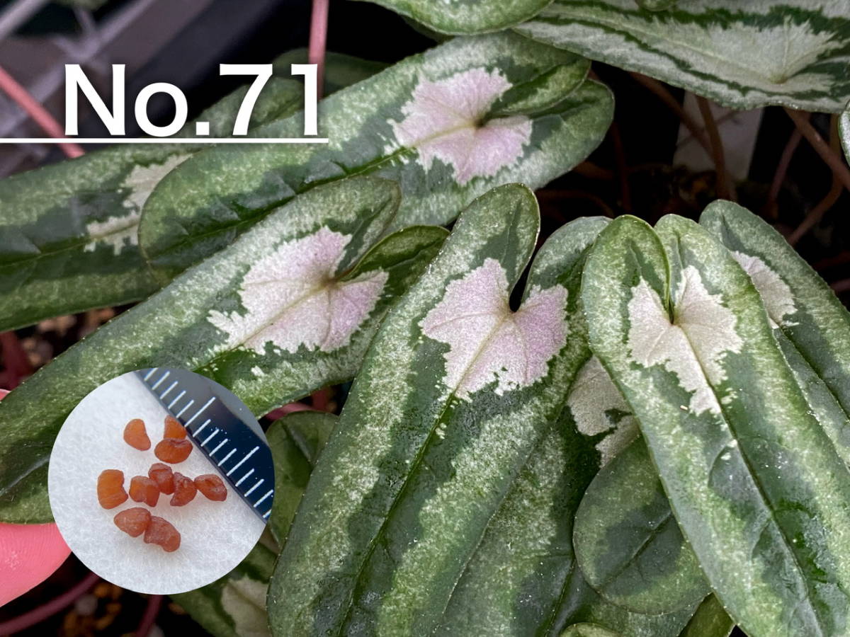 種子】No.71 原種シクラメン C. hederifolium １０粒 JChere雅虎拍卖代购