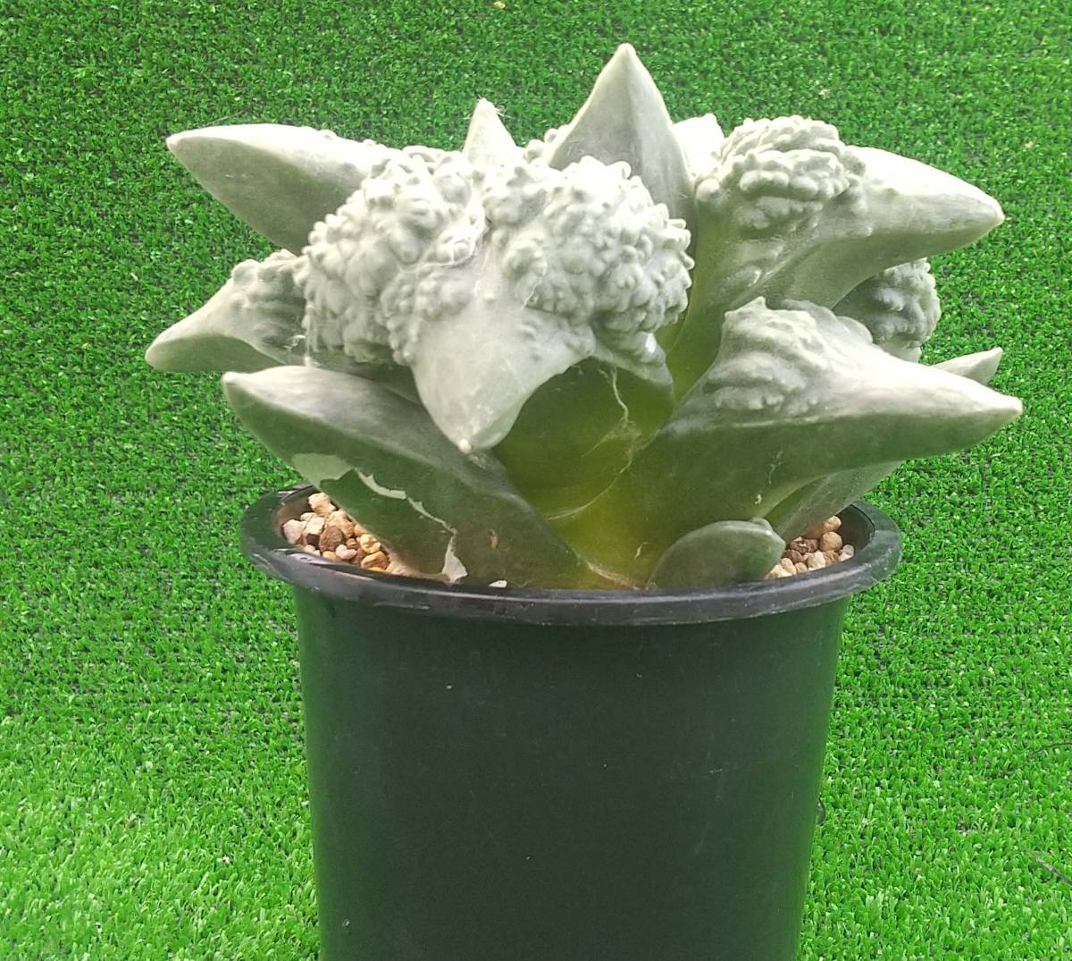 10.カリフラワー2・サボテン・多肉植物 | pisoeletrico.com.br