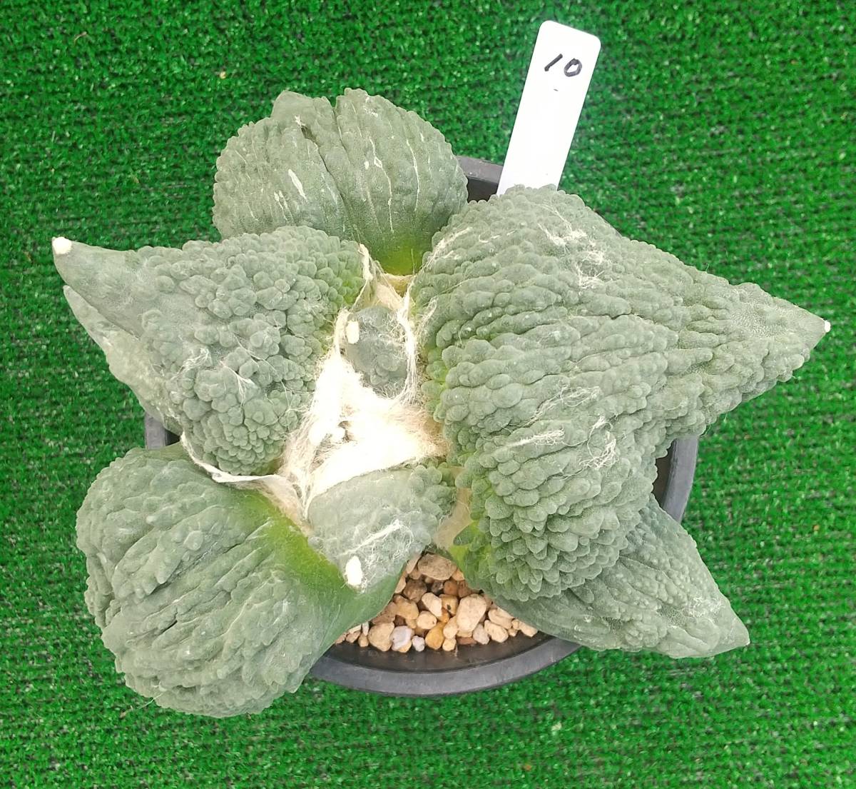 10.カリフラワー2・サボテン・多肉植物 | pisoeletrico.com.br