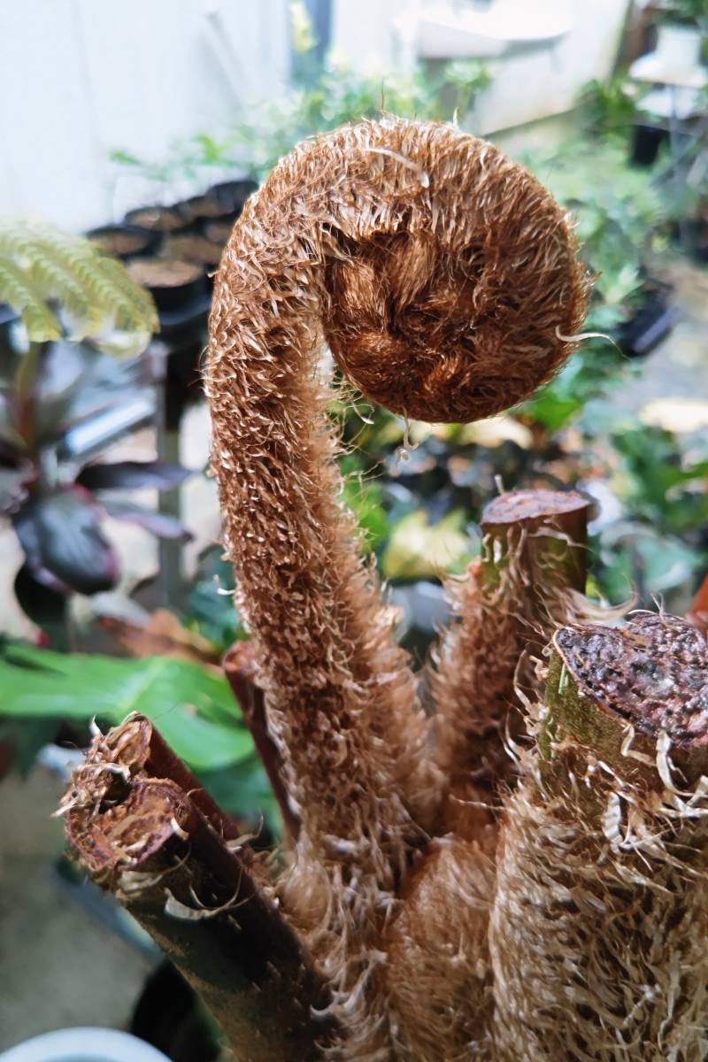 ヒカゲヘゴ超特大!(観葉植物)|売買されたオークション情報、ヤフオク