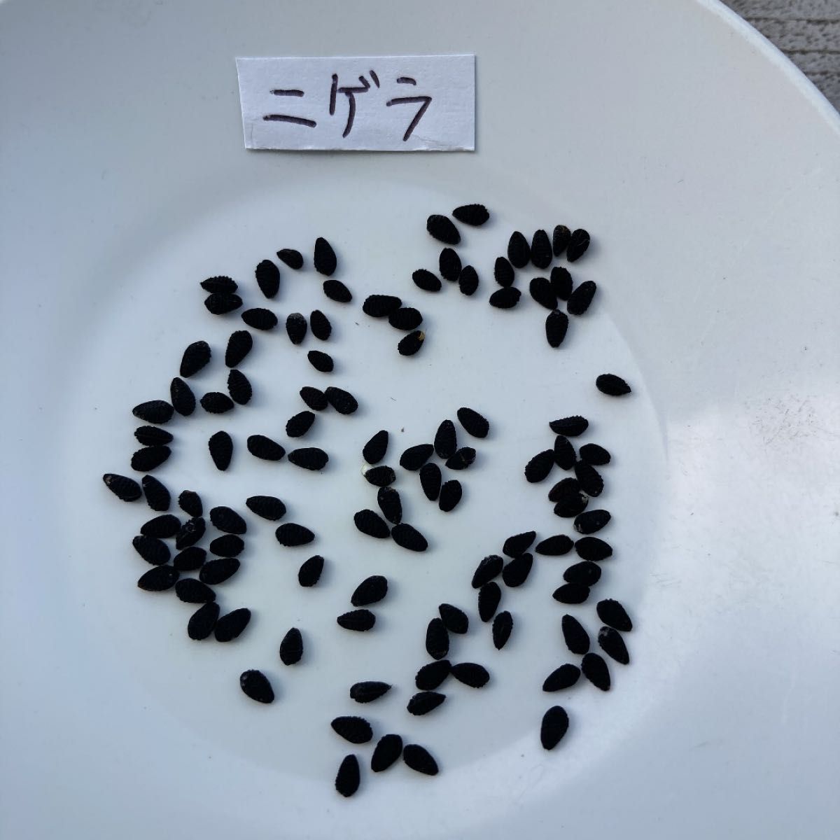 【大容量！】ニゲラ　種　500粒　青&白混合