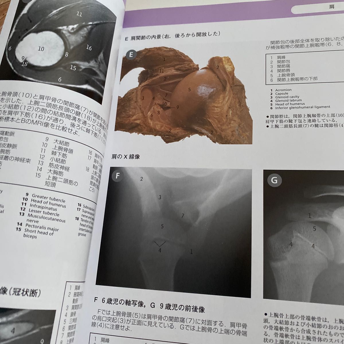 人体解剖カラーアトラス Ｐ．Ｈ．Ａｂｒａｒａｍｓ／著　Ｓ．Ｃ．Ｍａｒｋｓ　Ｊｒ／著　Ｒ．Ｔ．Ｈｕｔｃｈｉｎｇｓ／著　佐藤達夫／訳