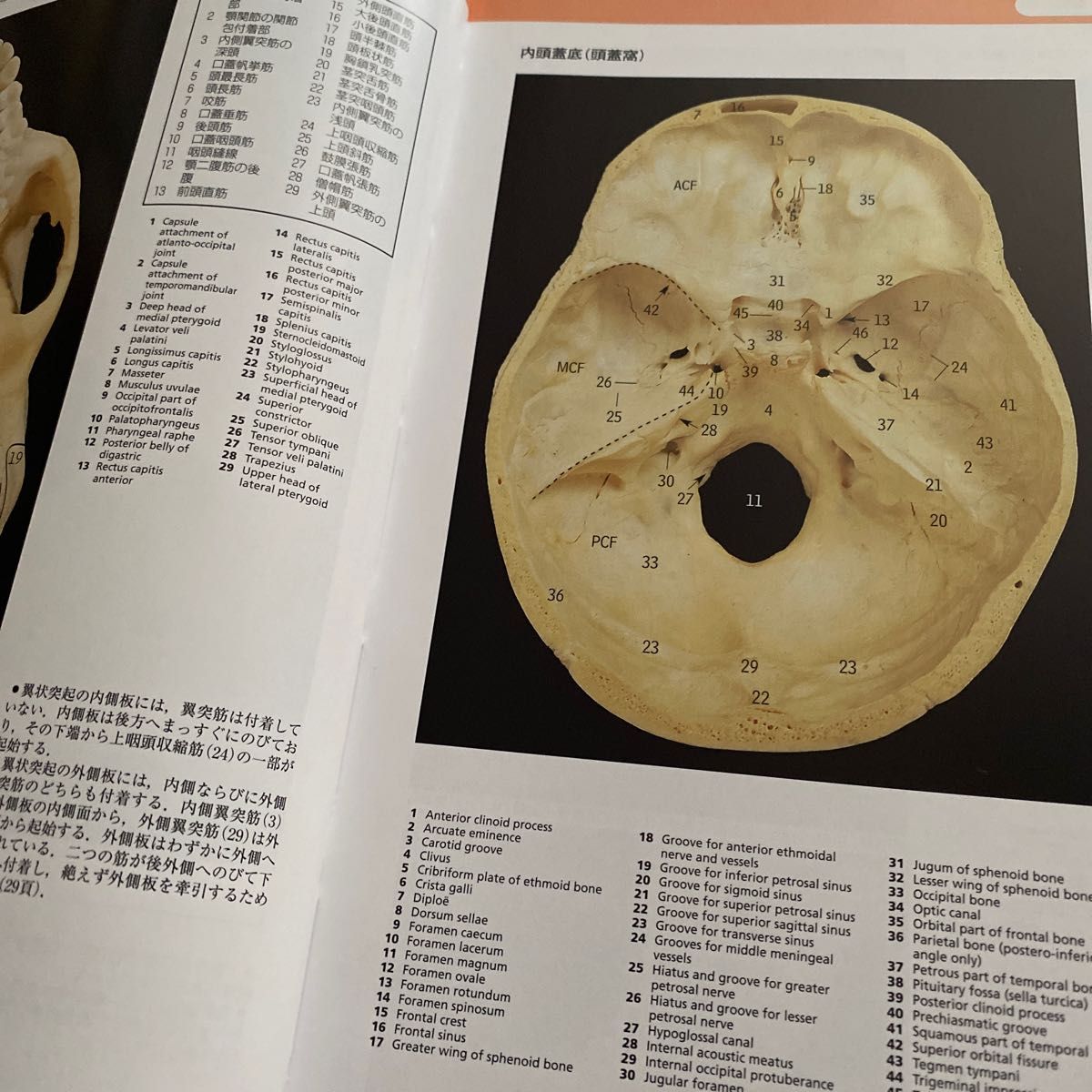 人体解剖カラーアトラス Ｐ．Ｈ．Ａｂｒａｒａｍｓ／著　Ｓ．Ｃ．Ｍａｒｋｓ　Ｊｒ／著　Ｒ．Ｔ．Ｈｕｔｃｈｉｎｇｓ／著　佐藤達夫／訳