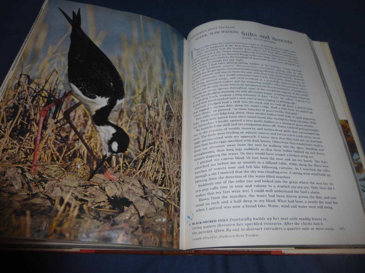 60/ иностранная книга [Water,Prey,and Game BIRDS of North America]1965 год на английском языке *sono сиденье книжка есть вода птица NATIONAL GEOGRAPHIC SOCIETY