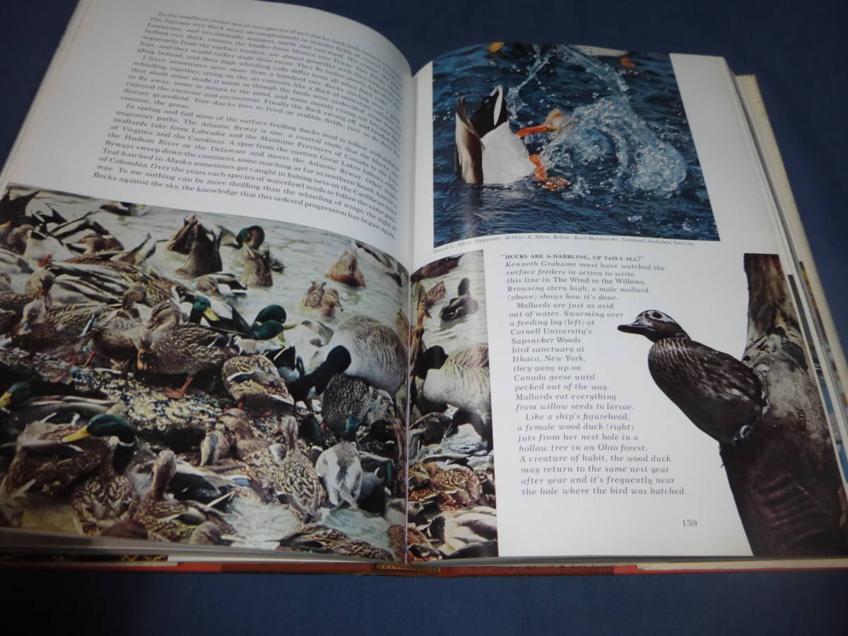 60/ иностранная книга [Water,Prey,and Game BIRDS of North America]1965 год на английском языке *sono сиденье книжка есть вода птица NATIONAL GEOGRAPHIC SOCIETY