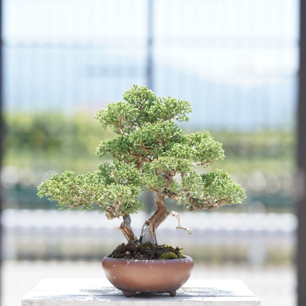 独特な店 小品盆栽糸魚川真拍 植物/観葉植物 - velerine.com