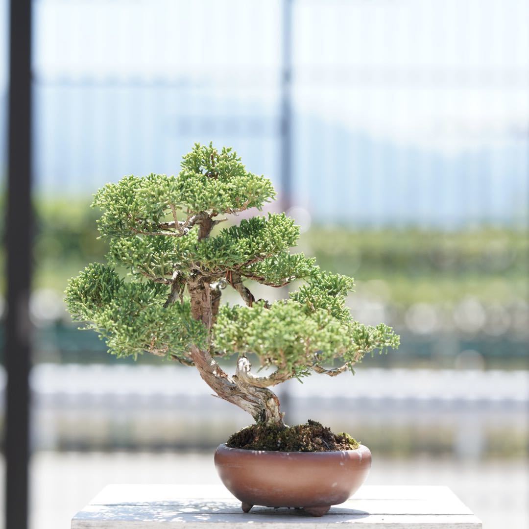 独特な店 小品盆栽糸魚川真拍 植物/観葉植物 - velerine.com