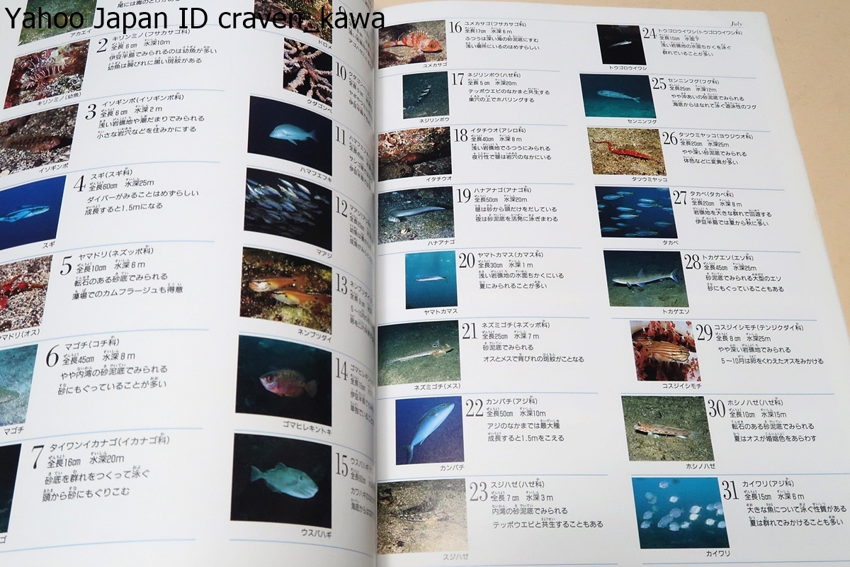 海中記・写真記シリーズ/小林安雅・署名/年間150日を海にもぐる水中写真家が魚貝類・海草・海岸動物の不思議な生態を1800枚の写真で紹介_画像6