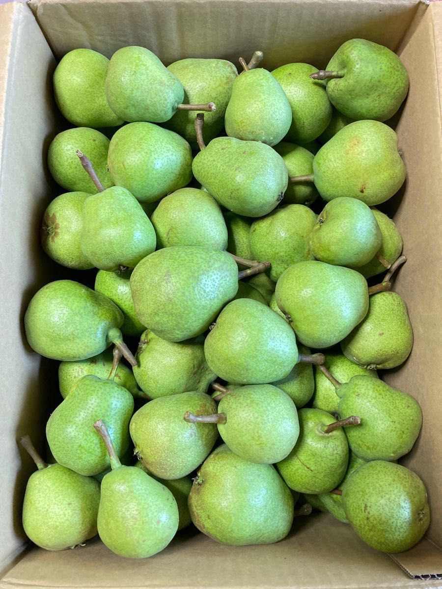 青森県産 洋梨 ヒメンコウ 15kg 箱込み - 通販 - azenco.co.uk