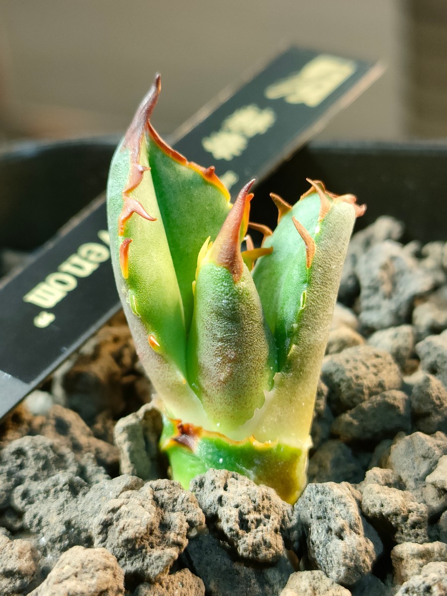 hiiro】稀少 アガベ レッドヴェノム 子株 agave titanota red venom