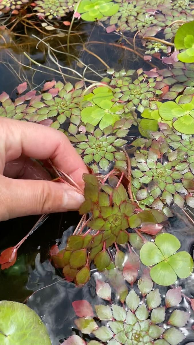 ダイヤモンドウォーター2本 水草 オマケ付