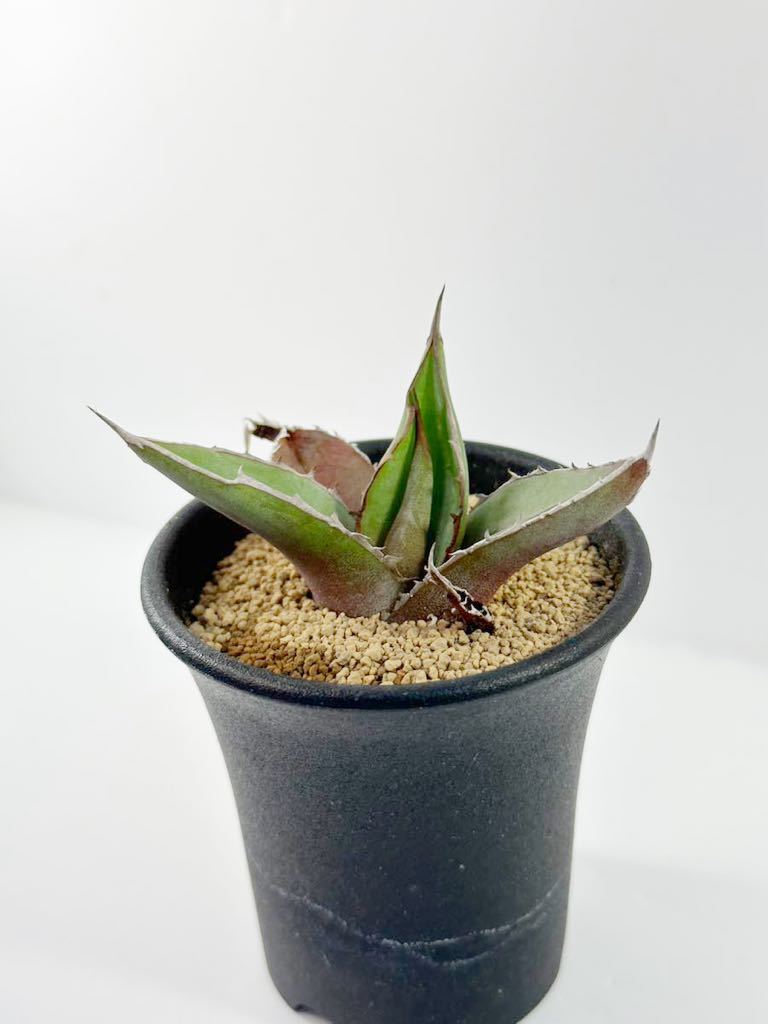 アガベ 強刺ホリダ Agave Horrida 選別実生株 メキシコ原産　チタノタ　抜き苗送料無料 検チタノタ シーザー白鯨 黒鯨 オテロイ_画像3