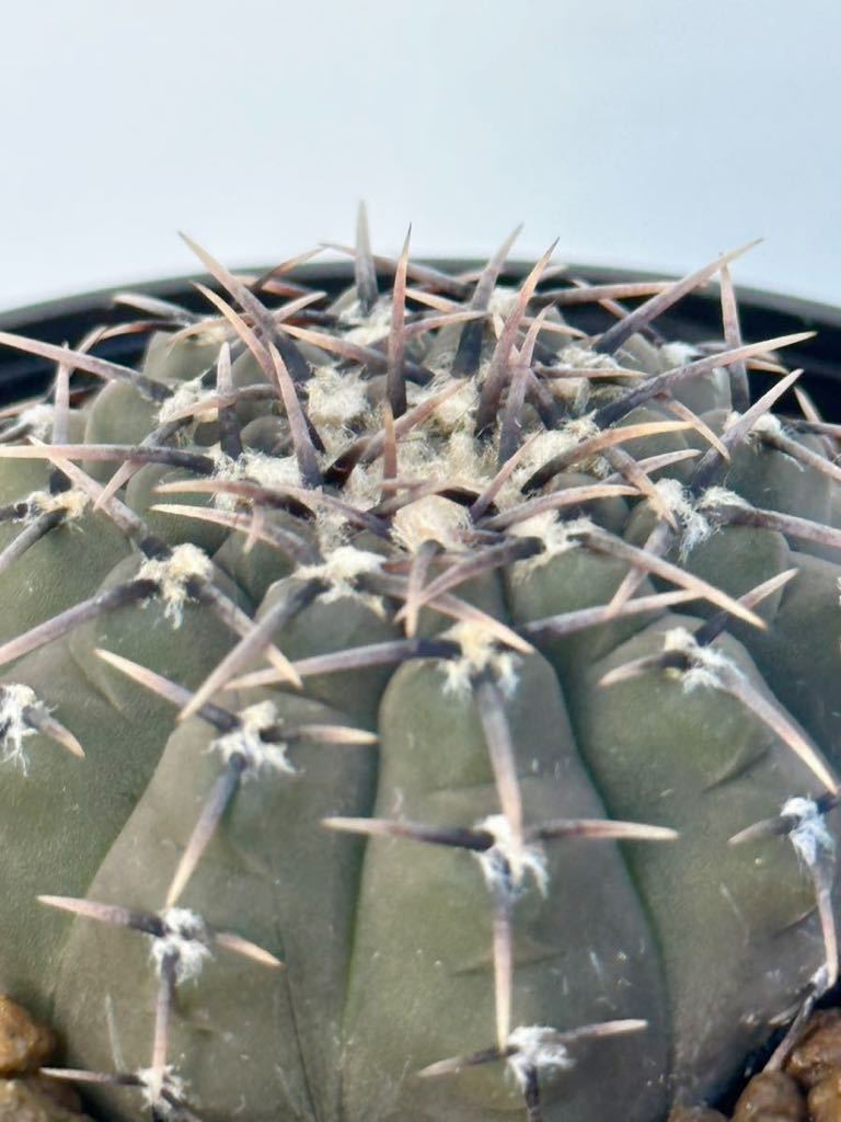 Gymnocalycium asterium ギムノカリキウム 黒棘鳳頭 黒刺鳳頭 サボテン 実生 (検索用 コピアポア 黒王丸 コーデックス 塊根植物 多肉植物_画像2