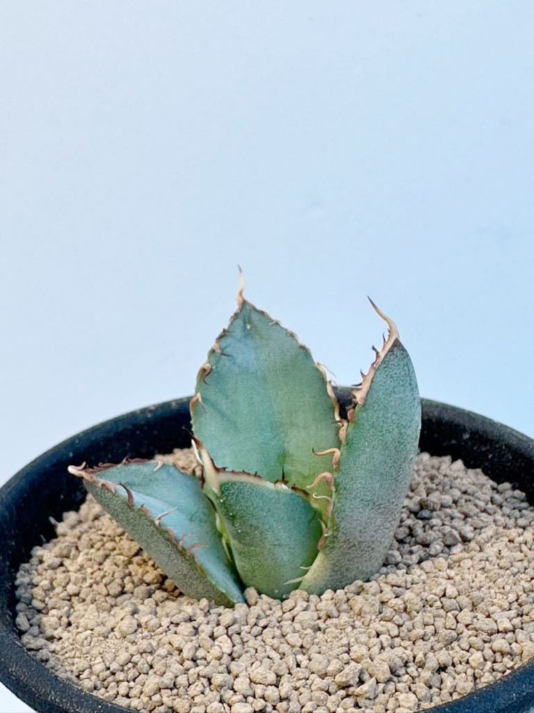 アガベ チタノタ斑入りNo.1 ナンバーワン錦強刺アガベAgave titanota FO-076 メキシコ原産 抜き苗送料無料 検チタノタ シーザー 白鯨 黒鯨_画像4