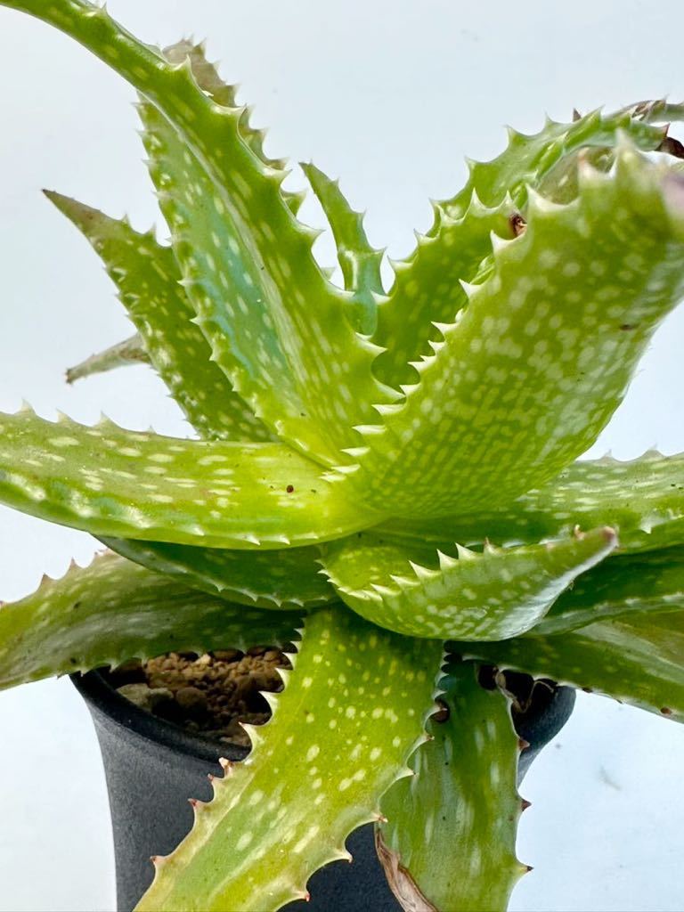  aloe doroteaeAloe dorotheae tongue The nia. production pulling out seedling free shipping inspection red aloe s The nnaete.mouli knee 
