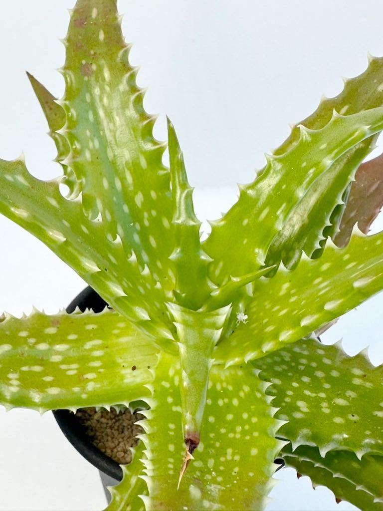  aloe doroteaeAloe dorotheae tongue The nia. production pulling out seedling free shipping inspection red aloe s The nnaete.mouli knee 