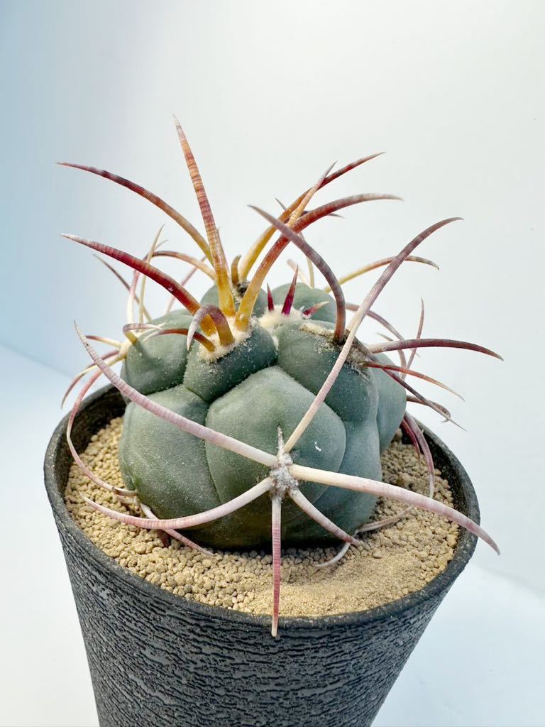 テロカクタス　緋冠竜　強刺　実生　選抜株 Thelocactus hexaedrophorus v. fossulatus メキシコ原産 抜き苗送料無料 検テロ 綾波_画像2