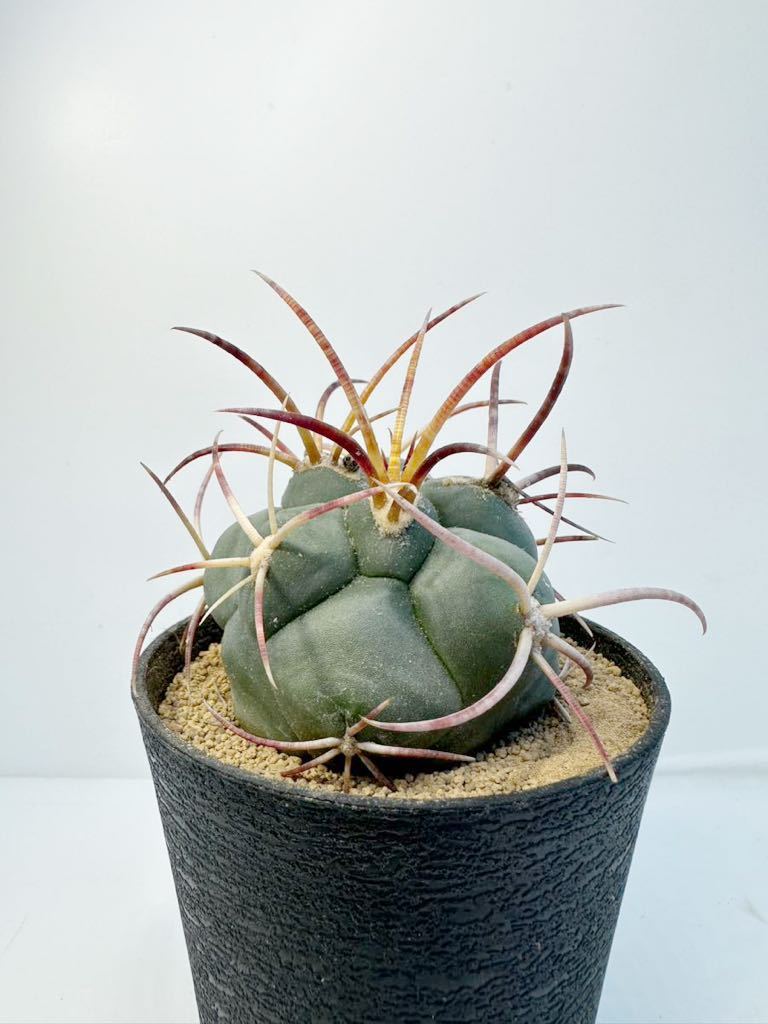 テロカクタス　緋冠竜　強刺　実生　選抜株 Thelocactus hexaedrophorus v. fossulatus メキシコ原産 抜き苗送料無料 検テロ 綾波_画像1