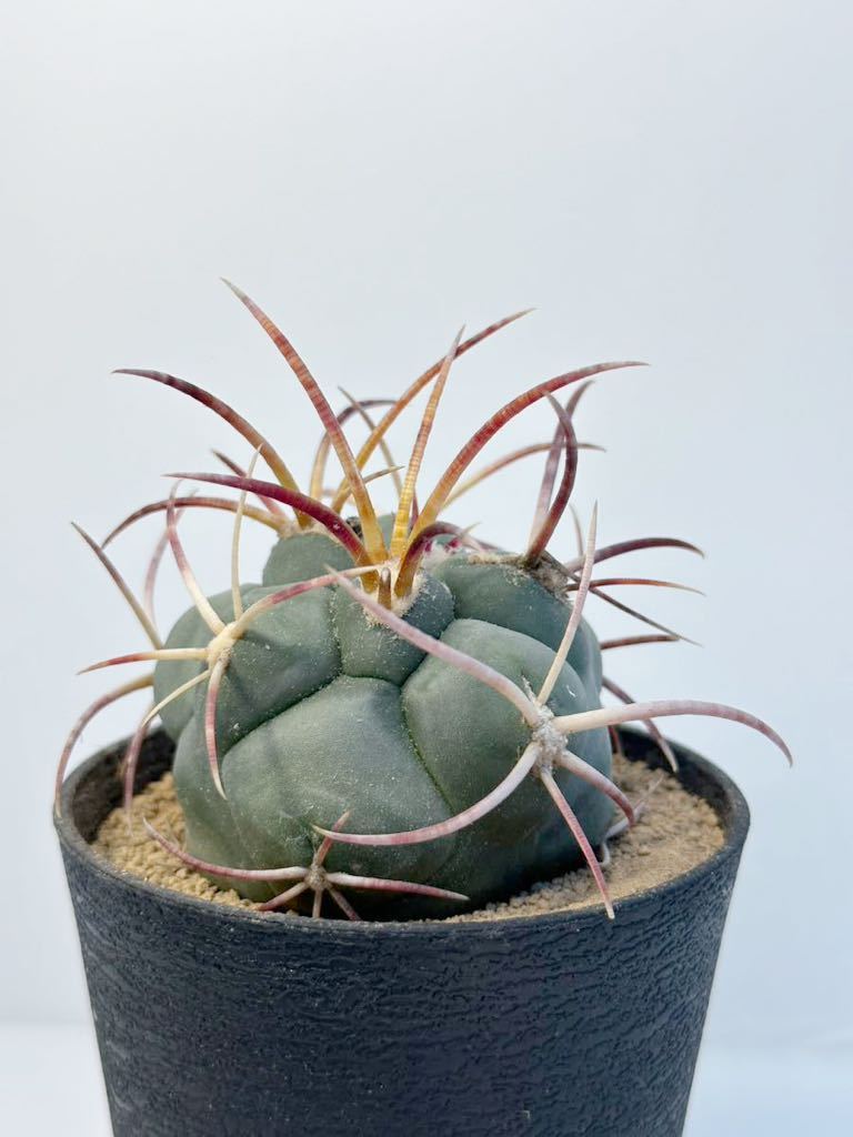 テロカクタス　緋冠竜　強刺　実生　選抜株 Thelocactus hexaedrophorus v. fossulatus メキシコ原産 抜き苗送料無料 検テロ 綾波_画像9