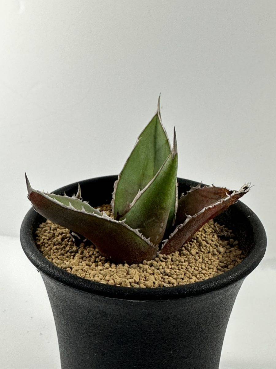 アガベ 強刺ホリダ Agave Horrida 選別実生株 メキシコ原産　チタノタ　抜き苗送料無料 検チタノタ シーザー白鯨 黒鯨 オテロイ_画像7