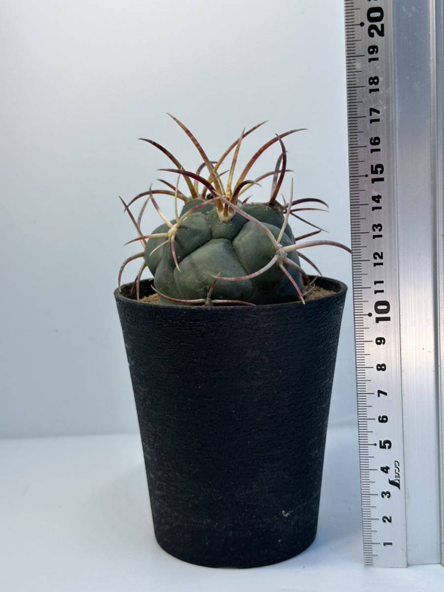 テロカクタス　緋冠竜　強刺　実生　選抜株 Thelocactus hexaedrophorus v. fossulatus メキシコ原産 抜き苗送料無料 検テロ 綾波_画像10