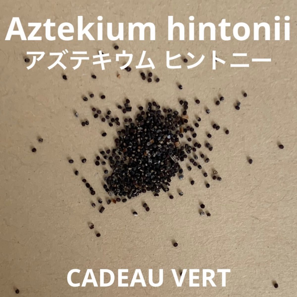 アズテキウム ヒントニー☆Aztekium hintonii種子5粒