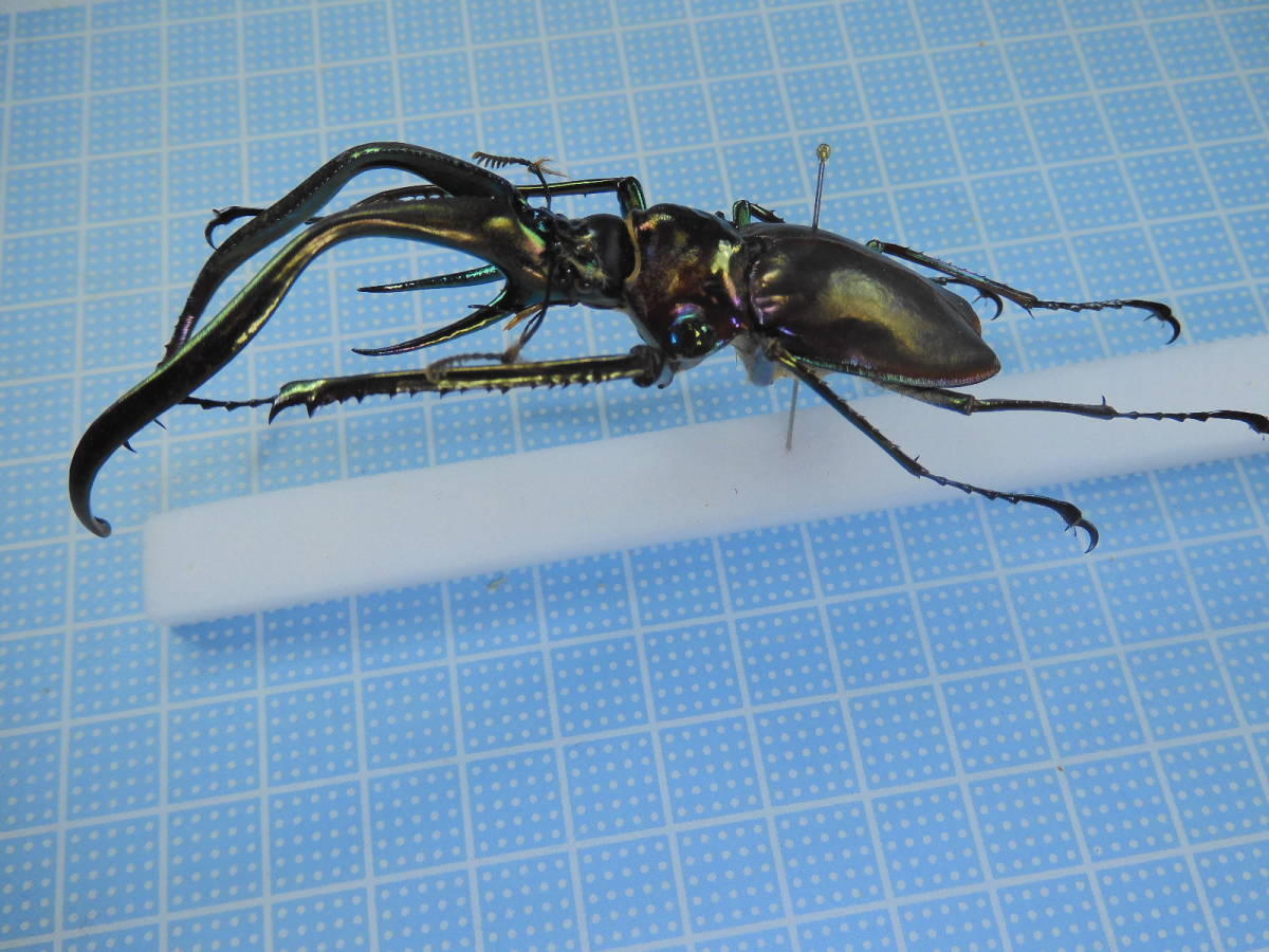 チリクワガタ/コガシラクワガタ 76mm 標本 標本 チリクワガタ/コガシラクワガタ 76mm 標本 標本