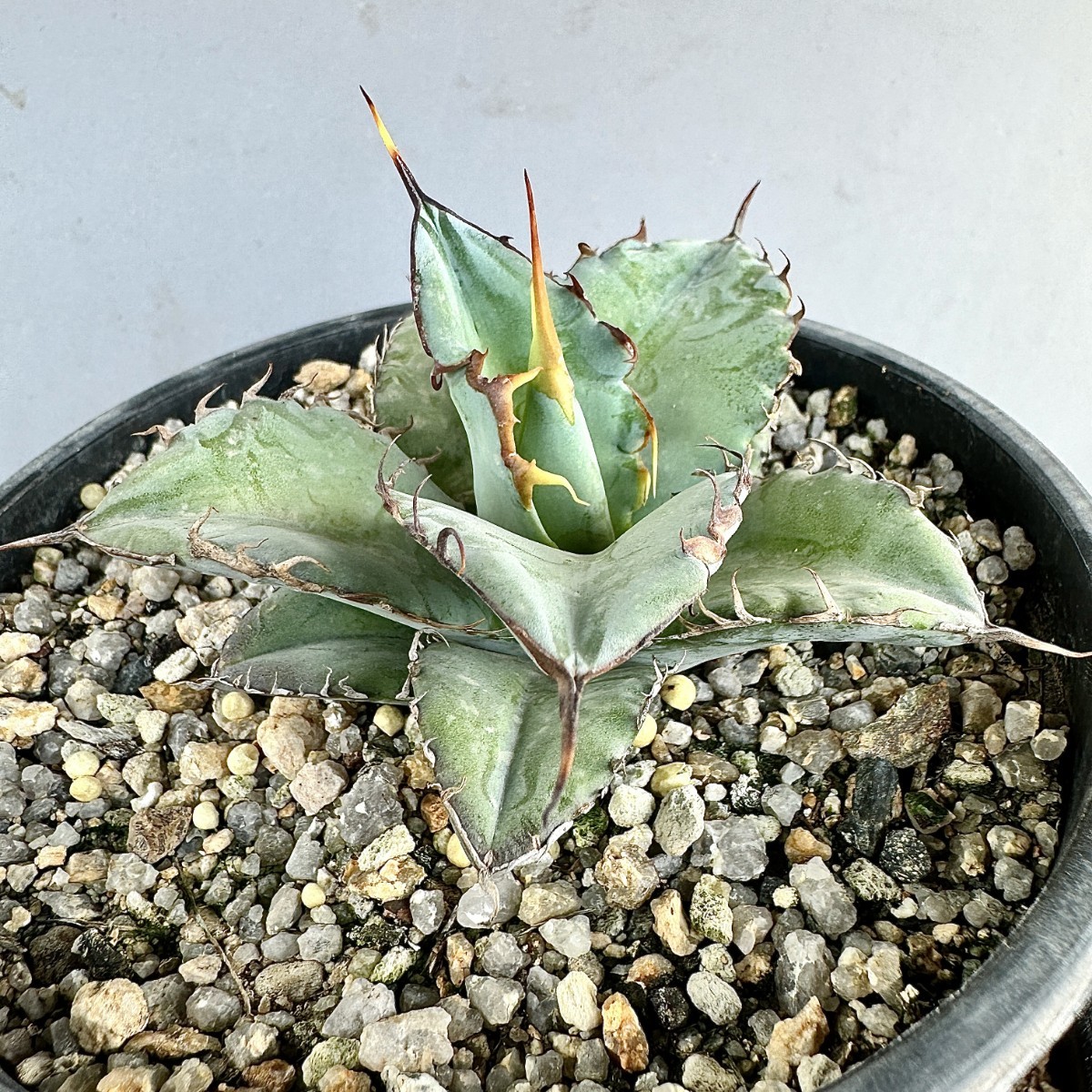 T54 限定特選株 agave titanota no name アガベ チタノタ 無名 極上強