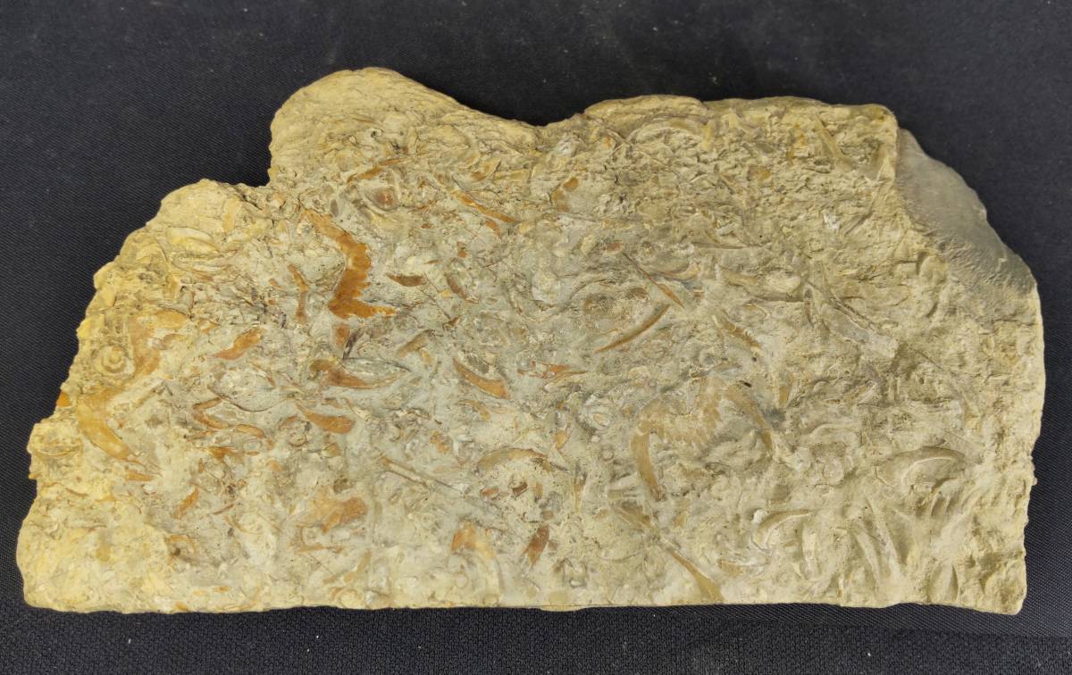  bat stone Mitsuha insect dorepanla. tail board. fossil (Drepanura premesnili Bergeron) period old raw fee can yellowtail a. production ground China mountain higashi .