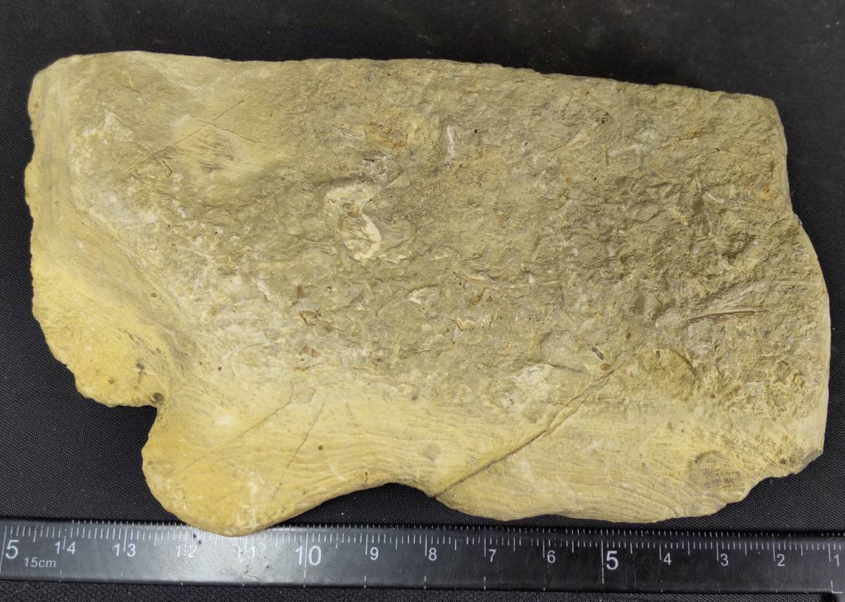 bat stone Mitsuha insect dorepanla. tail board. fossil (Drepanura premesnili Bergeron) period old raw fee can yellowtail a. production ground China mountain higashi .