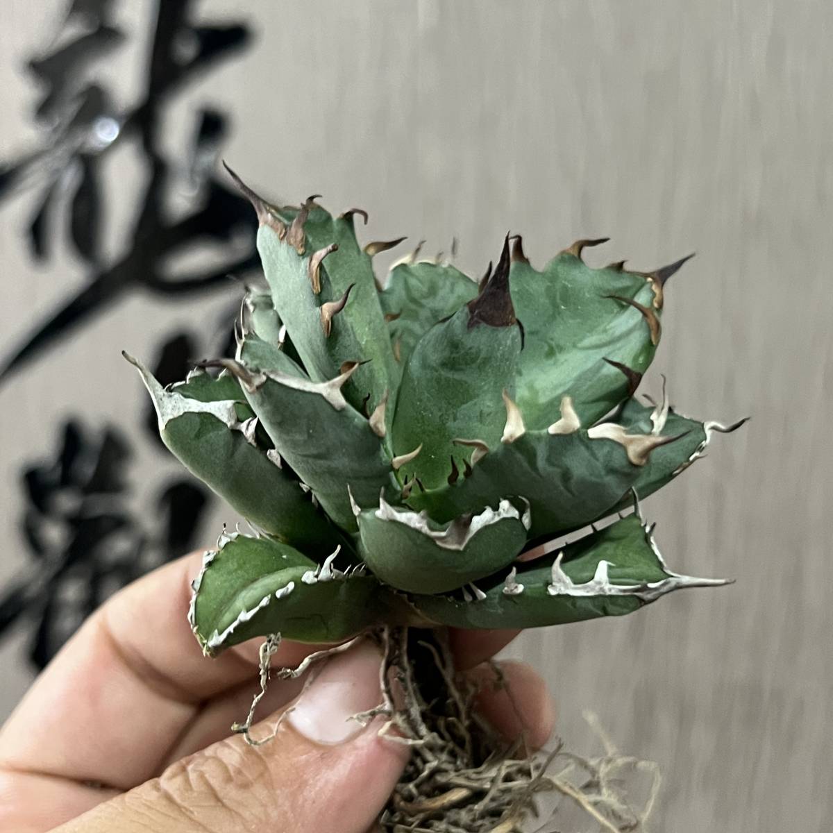 新品在庫品 - 多肉植物 アガベ チタノタ 狂刺夕映 強棘 極上棘厳選株
