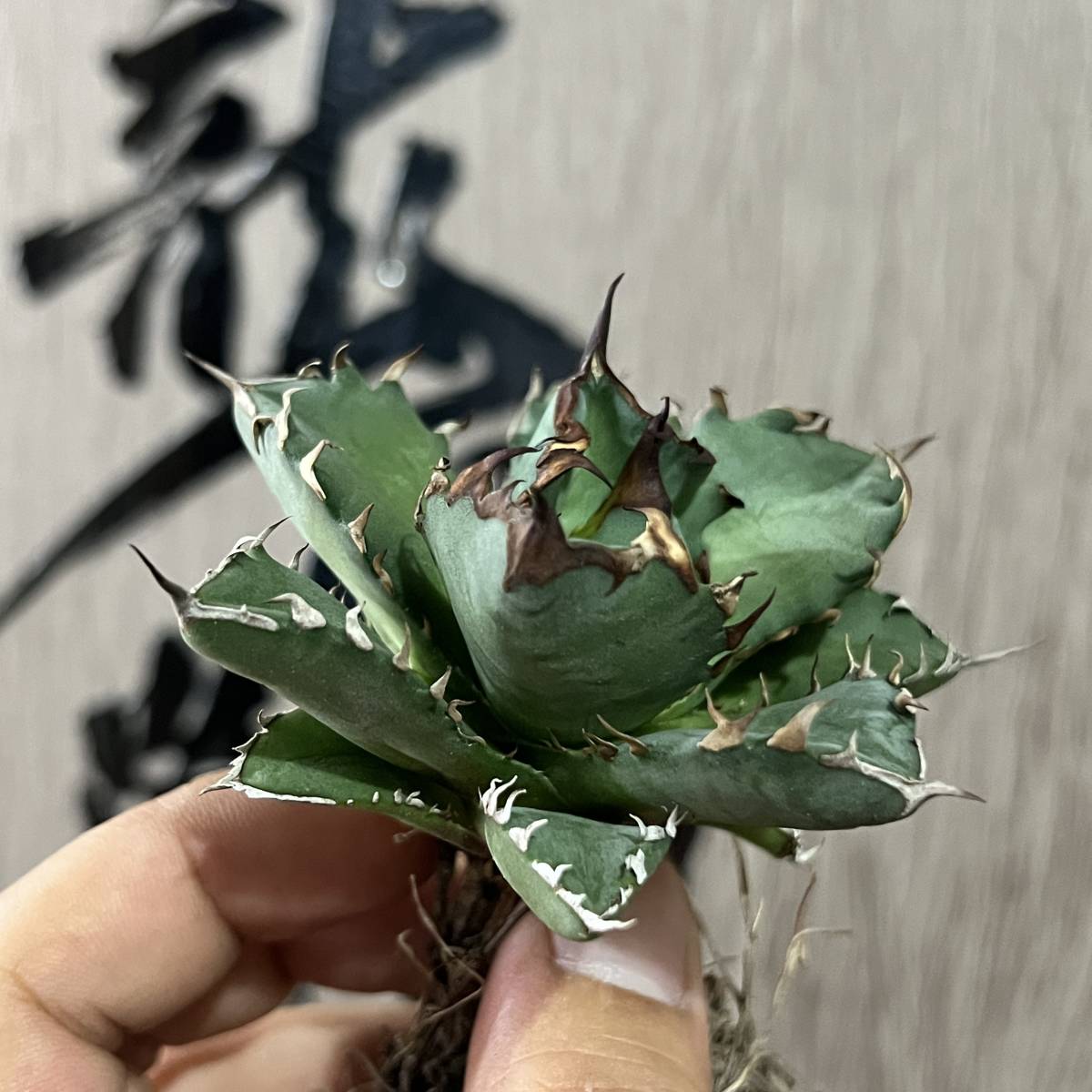 新品/純正品 - アガベ 多肉植物 姫型ホリダ 超強棘 狂刺 短葉 極上美株