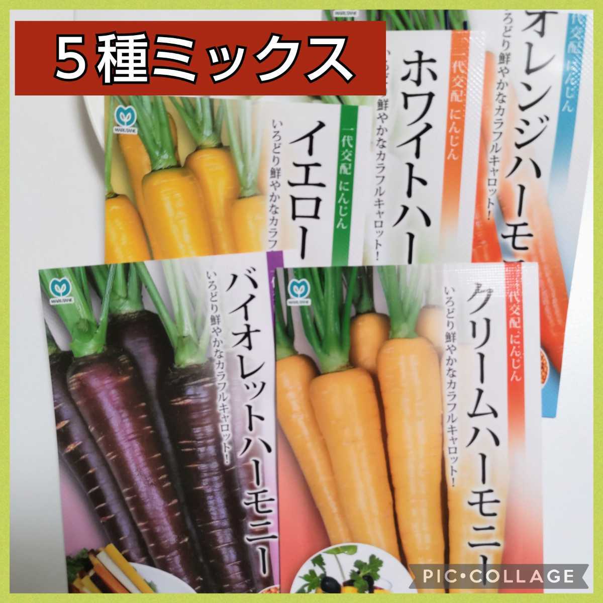 【100粒】カラフルキャロット『ハーモニー』《各色20粒ずつのミックス》いろどり鮮やか♪　送料73円〜_画像8