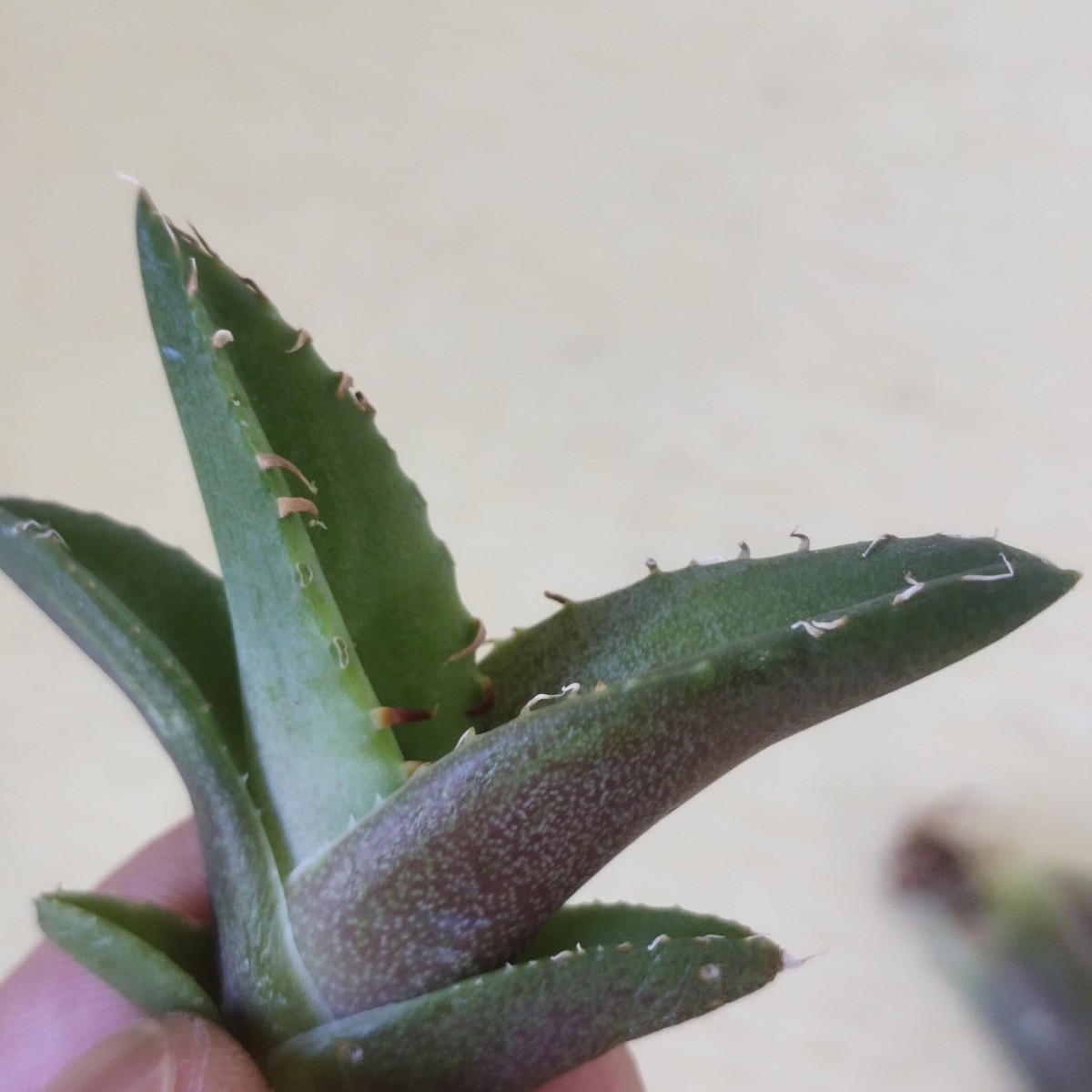 2021新発 台湾クローン株 本日の特売多肉植物アガベ チタノタ赤猫